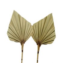 Artikel Palmspear mini Natur 100 St