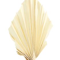 Artikel Palmspear mini gebleicht Palmspeer getrocknet 50 St
