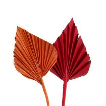 Artikel Palmspear mini sort. Rot/Orange 100 St