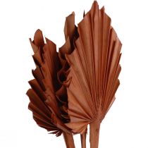 Artikel Palmspear Palmenblätter Naturdeko Braun 5-9×14cm L35cm 4 St