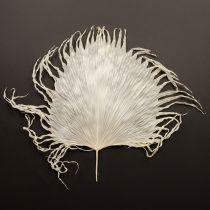 Artikel Palmwedel getrocknet Deko Blätter gebleicht 45cm 5 St