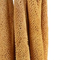 Artikel Perlhirse Deko Schilfkolben Babala Kolbenhirse Gelb 70cm 10 St