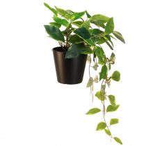 Artikel Philodendron -Scindapsus mit Topf, pflegeleicht – ideal für Büro und Zuhause 32cm