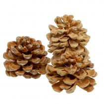 Artikel Pinienzapfen Pinus Pinea Zapfen creme gemischt 5-18cm 25 St