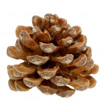 Artikel Pinienzapfen Pinus Pinea Zapfen creme gemischt 5-18cm 25 St