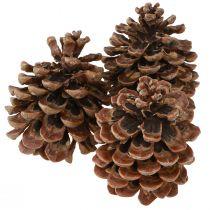 Artikel Pinus Pinea Echte Zapfen Groß Pinie Natur H10-12cm 50 St