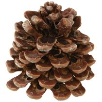 Artikel Pinus Pinea Mittelgroß Pinienzapfen Natur 8-10cm 50 St