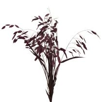Artikel Plattährengras Trockengras Chasmantium Lila 70cm 10 St