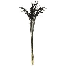 Artikel Plattährengras Trockengras Chasmantium Schwarz 70cm 10 St