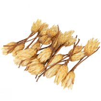 Artikel Proteen getrocknet Repens Creme 1.Wahl 10-12cm 25 St