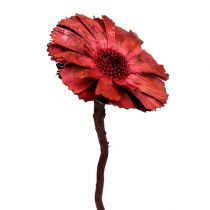 Artikel Repens Rosette Erika 8cm - 9cm 25 St