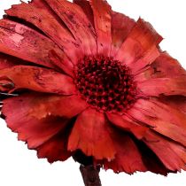 Artikel Repens Rosette Erika 8cm - 9cm 25 St