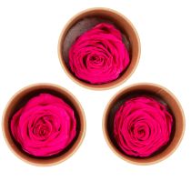 Artikel Konservierte Rosen Deko Echte Blumen für Tischdeko einzigartige und nachhaltige Blüte 5cm 6St