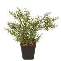 Artikel Rosmarin im Topf Künstliche Kräuter Grünpflanzen H24cm