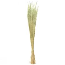 Artikel Straußgras Agrostis Capillaris Trockengräser Grün 65cm 80g