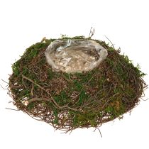 Artikel Runde Pflanzschale Moos Reben Mit Folie Ø20cm H7cm