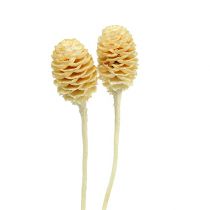 Artikel Sabulosum II gebleicht 25 St