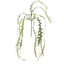 Artikel Sägeblattkaktus Künstlich Epiphyllum anguliger L68cm 3 St