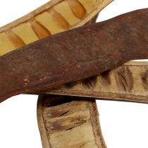 Artikel Scalettaschote Natur 25cm - 50cm 25 St