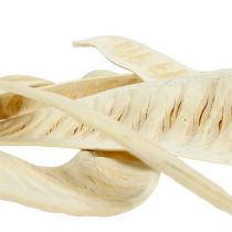 Artikel Scalettaschote gebleicht 25 St