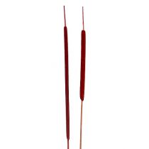 Artikel Schilfkolben Mix Rot 100 St