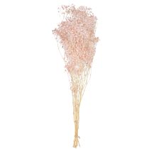 Artikel Schleierkraut Deko Orange Trockengräser Peach 65-70cm 100g