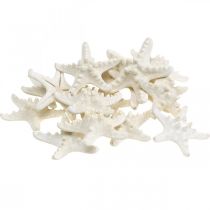 Artikel Seestern Deko Weiß, Getrocknete Seesterne zum Basteln 7-11cm 15St