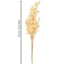 Artikel Silberblatt getrocknet Lunaria Champagner 65-70cm 20g