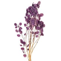 Artikel Silberblatt getrocknet Lunaria Mondviole Lila 65-70cm 20g
