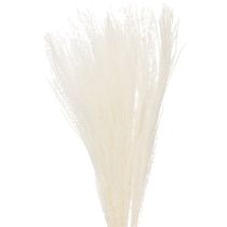 Artikel Trockenblumen Silbergras Elegante natürliche Dekoration für Zuhause und Büro 70cm 10St