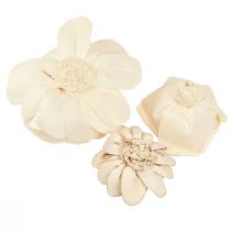 Artikel Sola Blumen Holz Holzblumen Deko Mix Creme 6-11cm 12-15 St