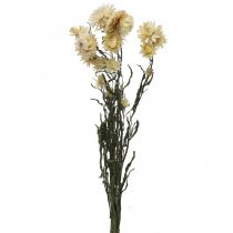 Artikel Trockendeko Strohblume Creme Helichrysum getrocknet 50cm 30g
