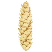 Artikel Strobus gebleicht 15cm-20cm 50 St