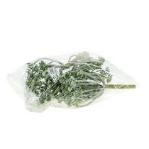 Artikel Sukkulente Echeveria 17cm Grau 3 St