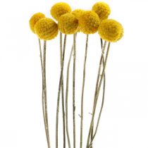 Artikel Craspedia Trockenblumen Trommelstöckchen Gelb 70cm 10 St