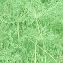 Artikel Trockenblumen Doldenblütler Umbellifera Grün 70-80cm 150g