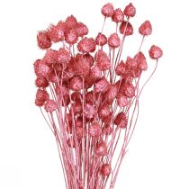 Artikel Trockenblumen Rosa Trockendistel Erdbeerdistel Gefärbt 50cm 100g