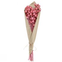 Artikel Trockenblumen Rosa Trockendistel Erdbeerdistel Gefärbt 50cm 100g