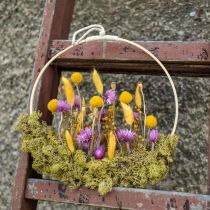 Artikel Trockenblumen Capblumen Lila Strohblumen H42cm