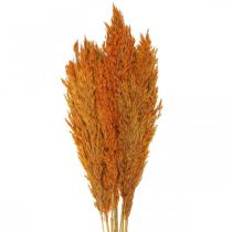 Artikel Trockengras Riedgras getrocknet Dekogras Orange 70cm 10 St