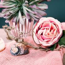 Artikel Turban Muschel Alikreukel Natur 500g