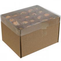 Artikel Wachteleier Deko Ausgeblasene Eier Orange Apricot 3cm 50 St