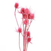 Artikel Wilde Karde trocken Kardendistel Rosa 53cm 10 Köpfe 3 St