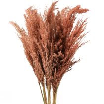 Artikel Wilde Reed Plume Schilfrohr Trockendeko Apricot 75cm 10 St