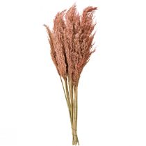 Artikel Wilde Reed Plume Schilfrohr Trockendeko Apricot 75cm 10 St