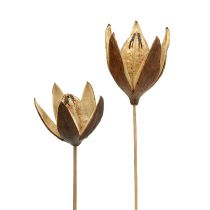 Artikel Wildlilie am Stiel Naturfarben Ø6,5cm L55cm 45 St