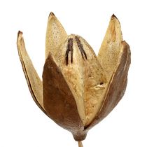 Artikel Wildlilie am Stiel Naturfarben Ø6,5cm L55cm 45 St