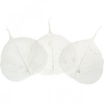 Artikel Skelettblätter gebleicht Willowblätter skelettiert 8-10cm 300 St