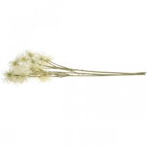 Artikel Xanthium Kunstblume Creme Herbstdeko 6 Blüten 80cm 3St