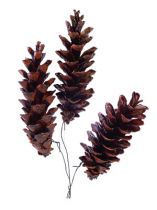 Artikel Weymouthzapfen gewachst angedrahtet 200 St